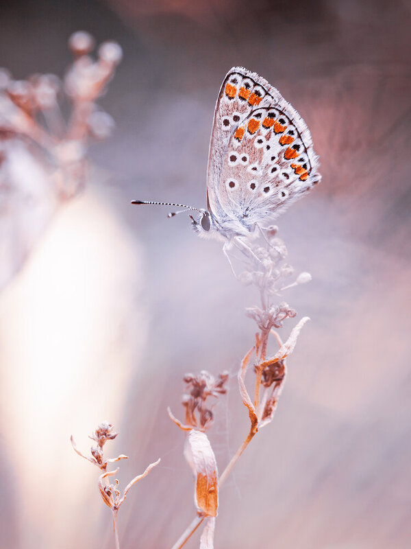 насекомые, бабочки, голубянка, макро, природа, insrcts, nature, macro, butterfly Нежность фото превью