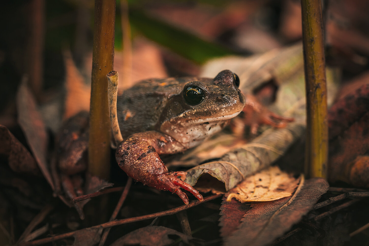 лягушка, лес, животные, animals, frog, Волкова Анна