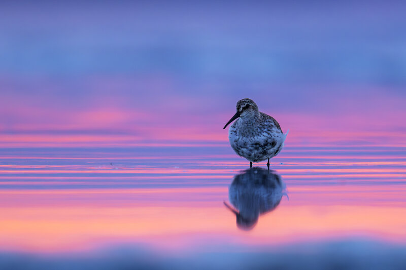 Painted horizon фото превью