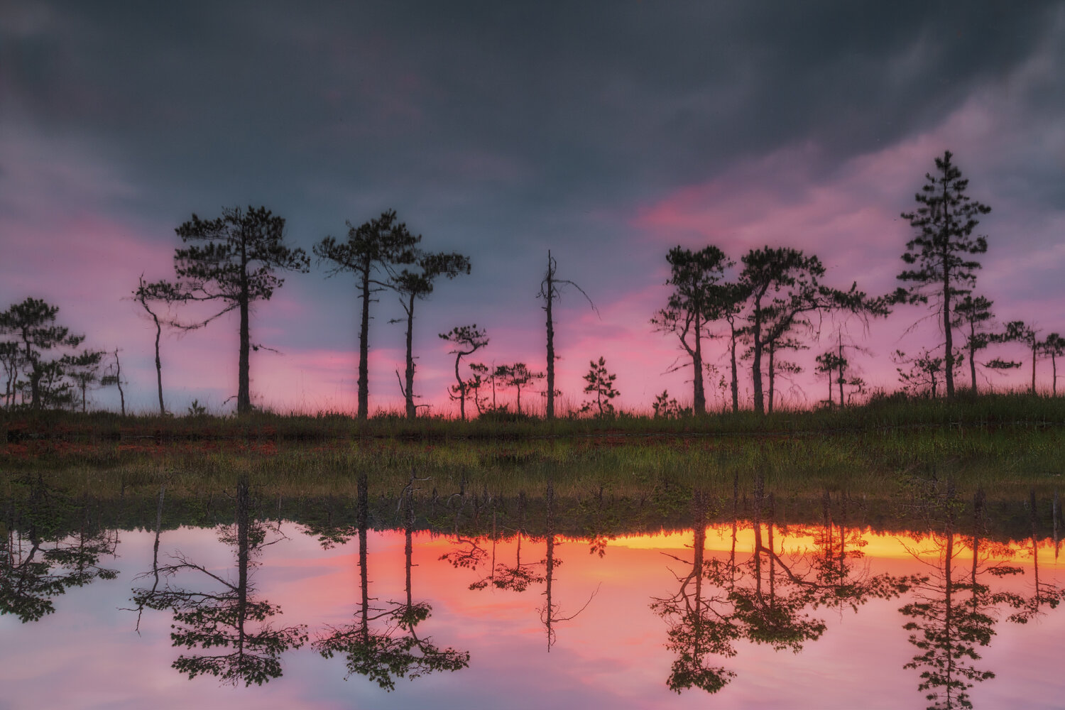 болота, ленинградская_область, Дмитрий Шишкин