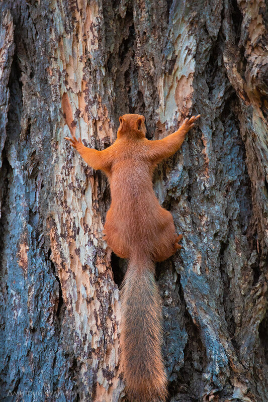 Скалолаз фото превью