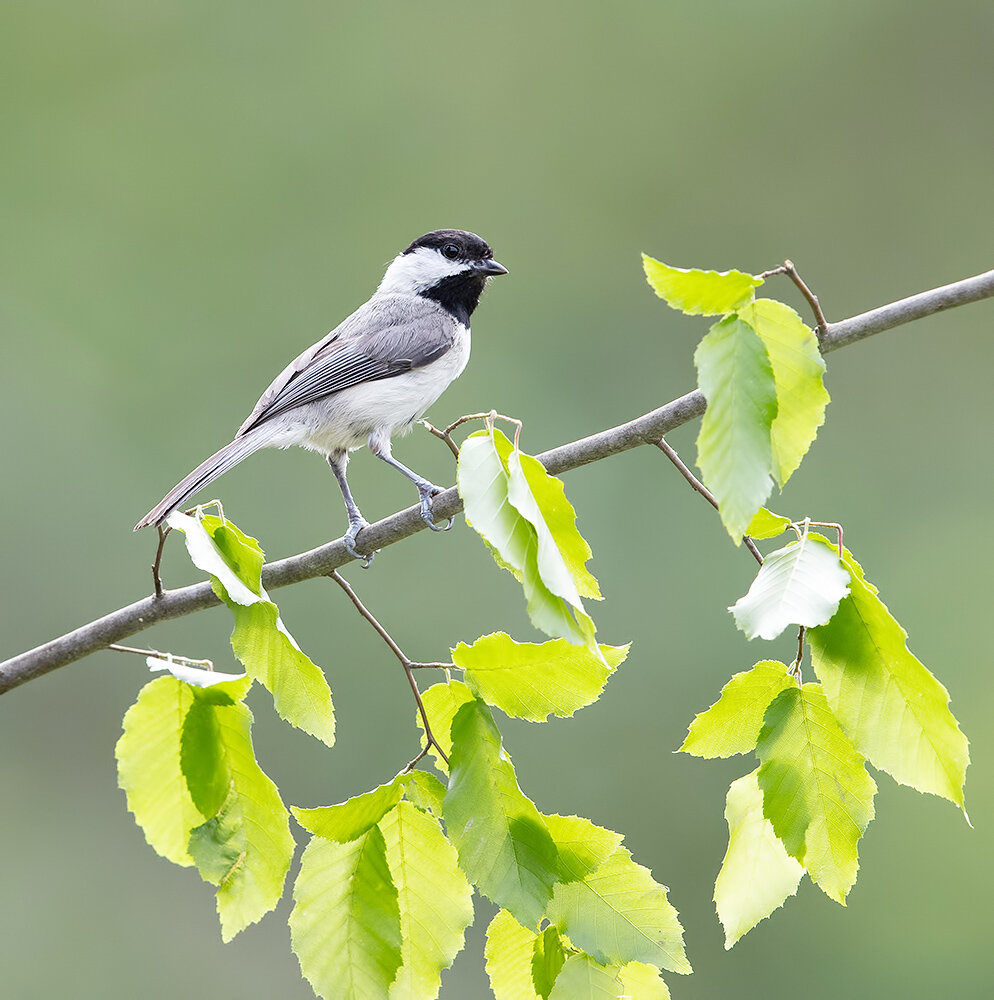 каролинская гаичка, carolina chickadee, chickadee, cиница, птицы, birds, wild, гаичка, Etkind Elizabeth