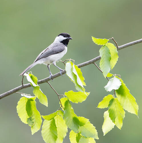 Каролинская гаичка- Carolina Chickadee