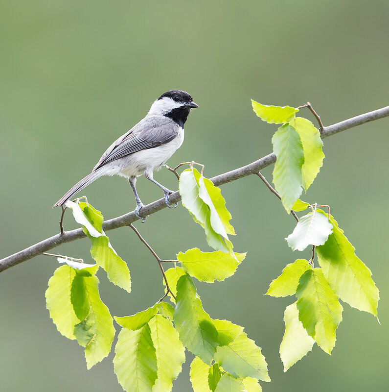 каролинская гаичка, carolina chickadee, chickadee, cиница, птицы, birds, wild, гаичка, wildlife Каролинская гаичка- Carolina Chickadee фото превью