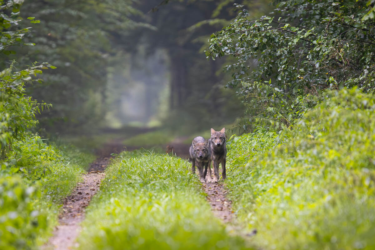 wilk, las, mlode, zieleń, tryba, puszcza białowieska, ssaki, natura, Zakrzewski Marcin