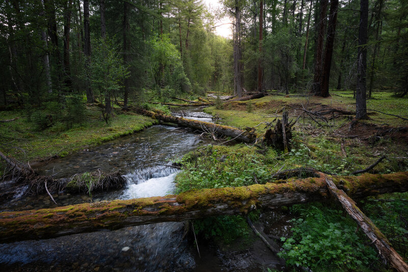 Таежный край фото превью