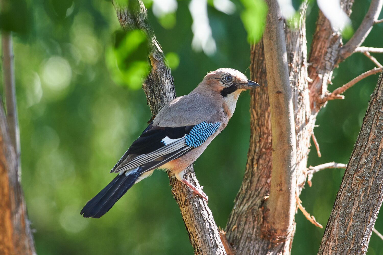 Garrulus glandarius, volgograd, ussia, wildlife, bird, birds, birdswatching, Павел Сторчилов