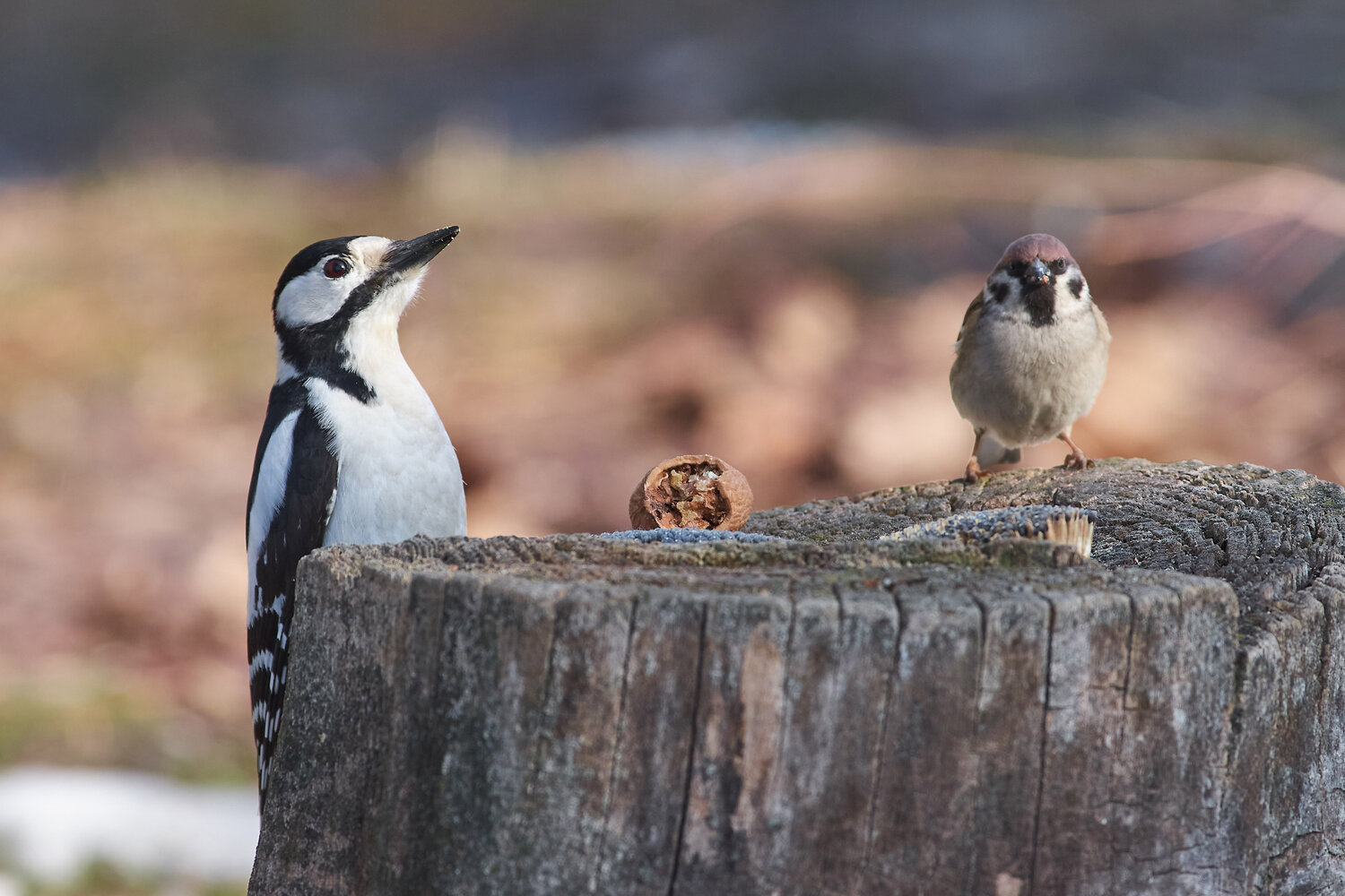 bird, birds, birdswatching, volgograd, russia, wildlife, Павел Сторчилов