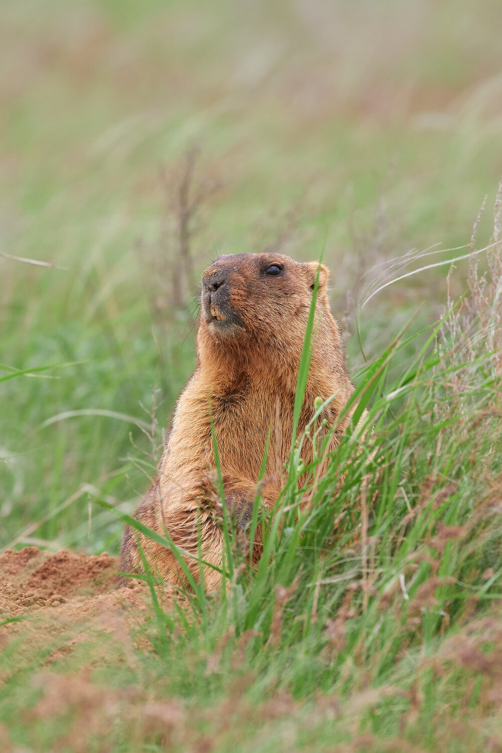 Marmota bobak, wildlife, volgograd, russia, Павел Сторчилов