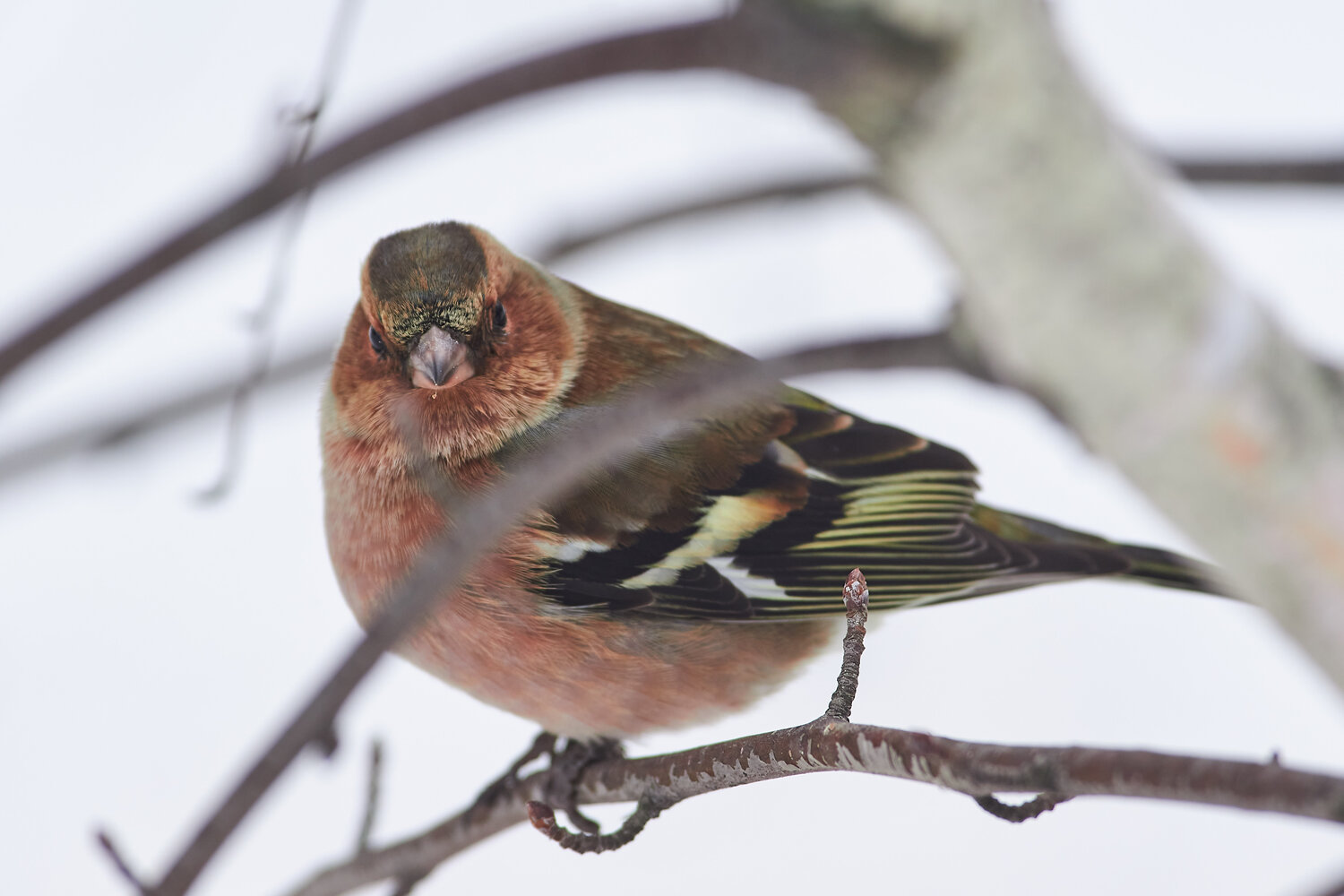 Fring&iacute;lla co&eacute;lebs, bird, birds, birdswatching, volgograd, russia, wildlife, Павел Сторчилов