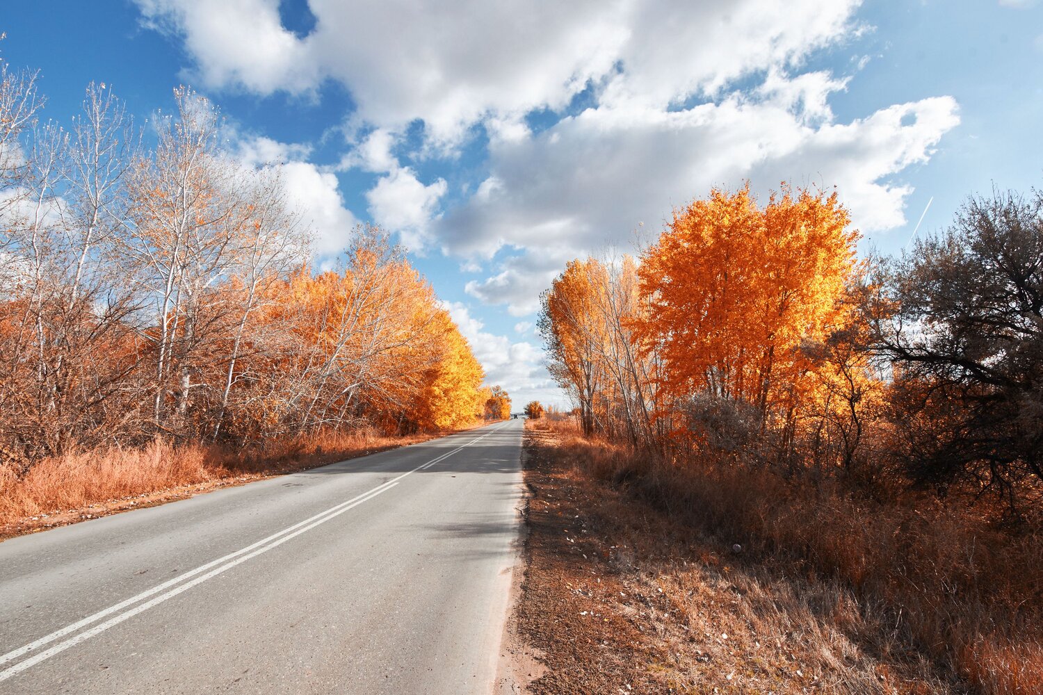 volgograd, russia, wildlife, autumn, Павел Сторчилов