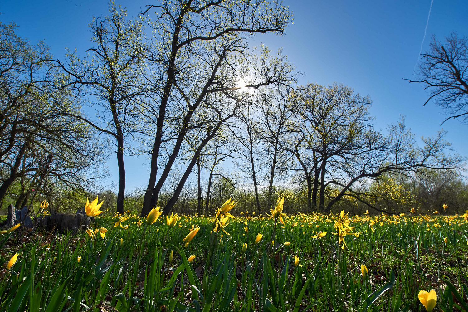 Tulipa biebersteiniana, wildlife, volgograd, russia, Павел Сторчилов