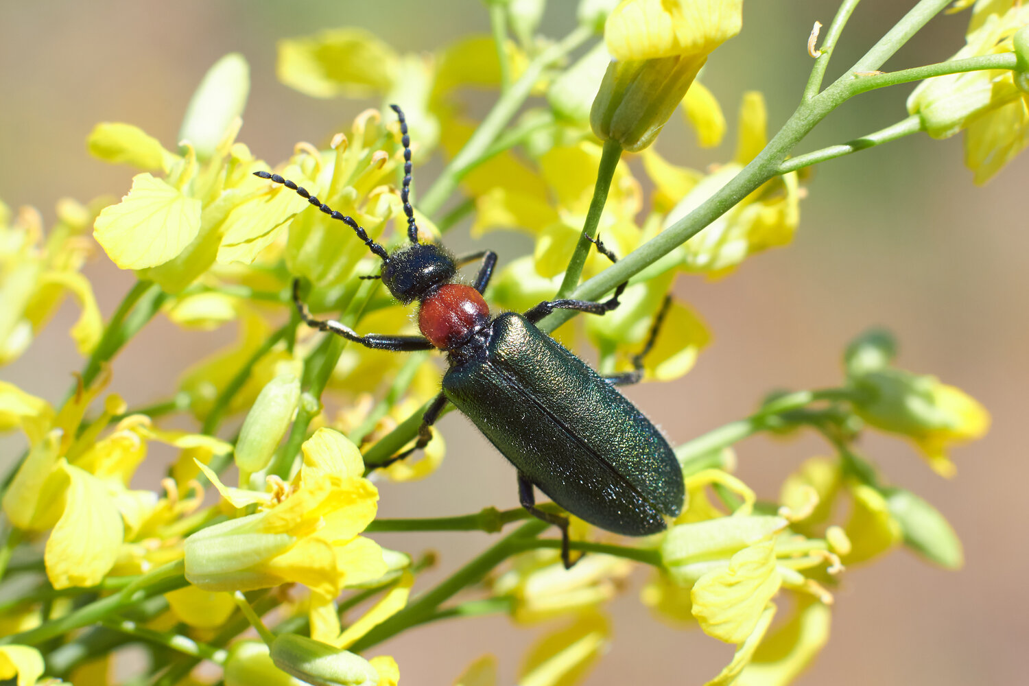 Alosimus syriacus, volgograd, russia, wildlife, Павел Сторчилов
