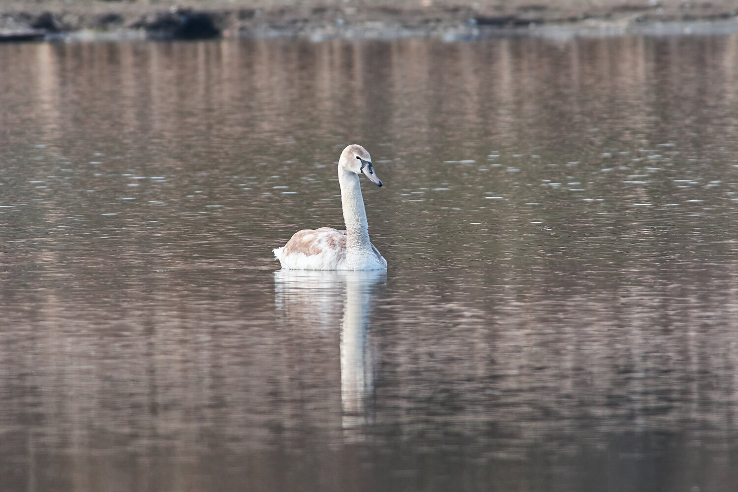 Cygnus olor, voglograd, russia, wildlife, swan, Павел Сторчилов