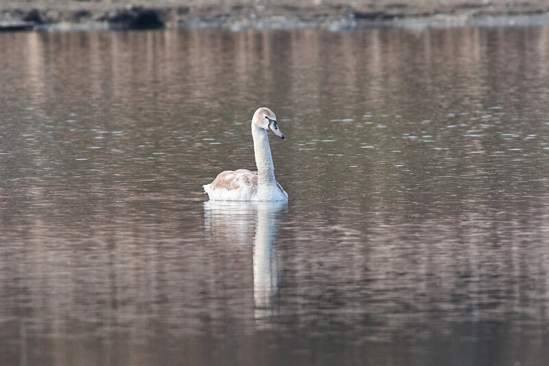 Cygnus olor, voglograd, russia, wildlife, swan Cygnus olor фото превью
