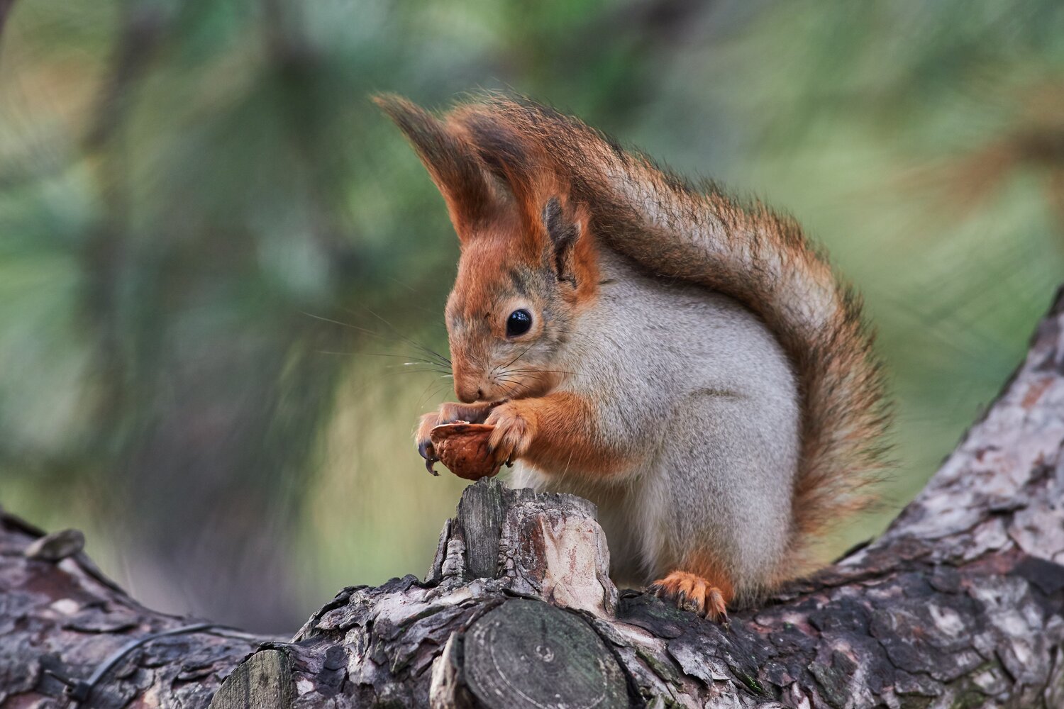 Sciurus vulgaris, red squirrel, volgograd, russia, wildlife, Павел Сторчилов