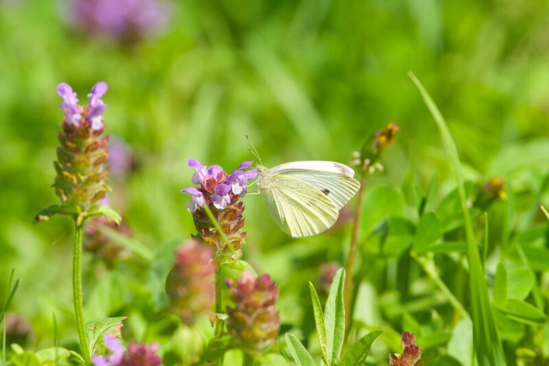 Pieris rapae, volgograd, russia, wildlife, butterfly Pieris rapae фото превью