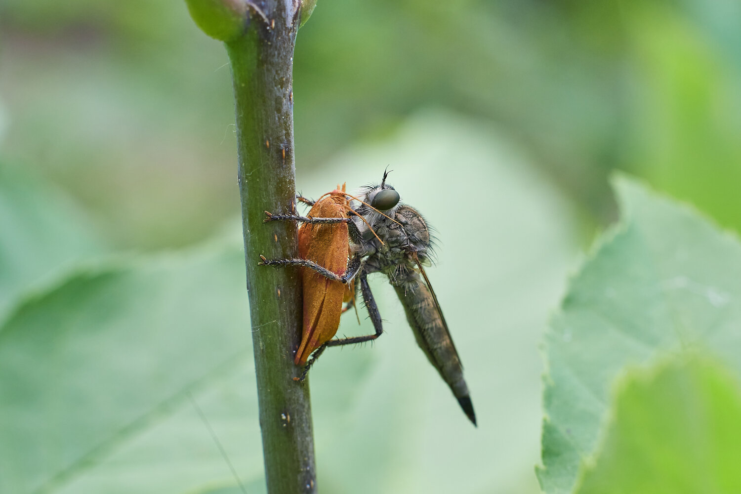 Tolmerus atricapillus, volgograd, russia, wildlife, Павел Сторчилов