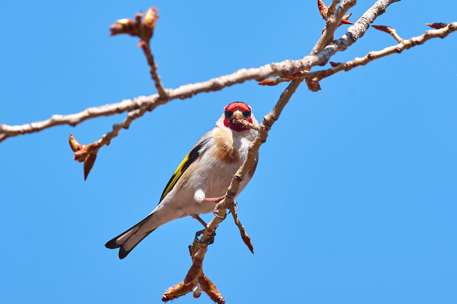 Carduelis carduelis, bird, birdswatching, volgograd, russia, wildlife, Павел Сторчилов
