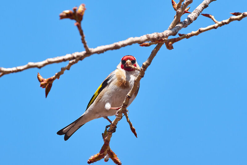 Carduelis carduelis, bird, birdswatching, volgograd, russia, wildlife Carduelis carduelis фото превью