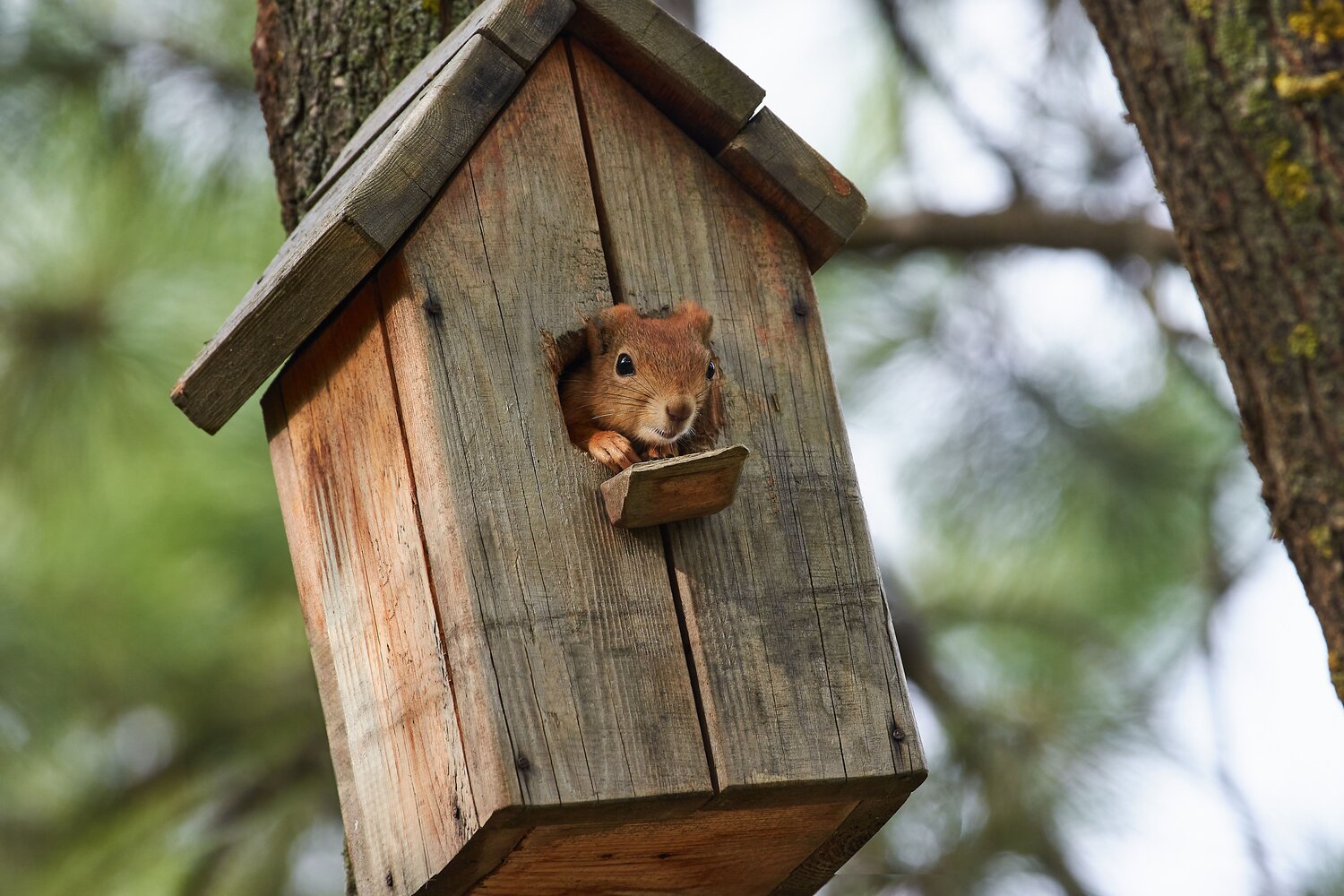 Sciurus vulgaris, squirrel, volgograd, russia, wildlife, Павел Сторчилов