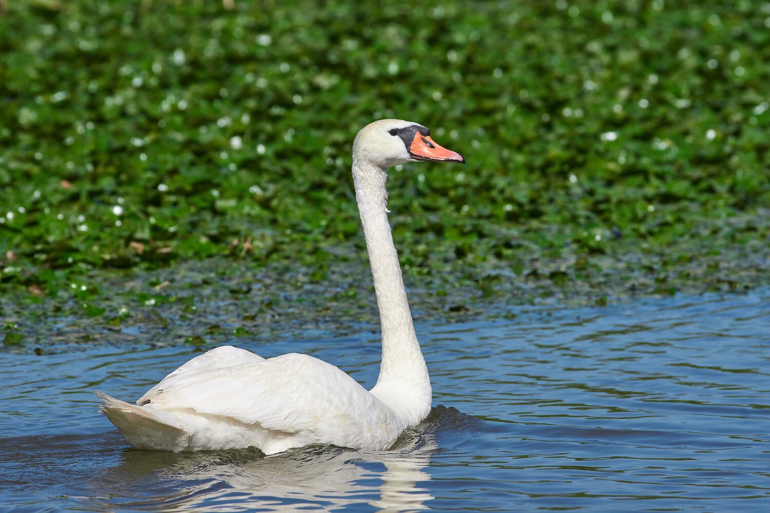 Cygnus olor, swan, volgograd, russia, wildlife, Павел Сторчилов