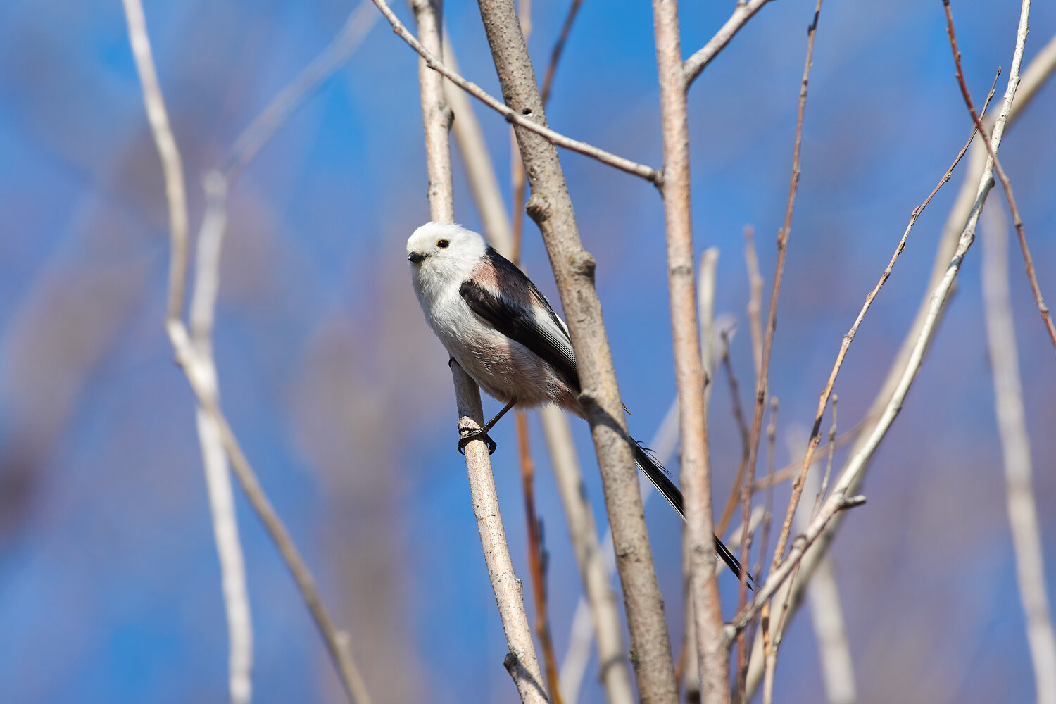 Acredula caudata, bird, birds, birdswatching, volgograd, russia, wildlife, Павел Сторчилов