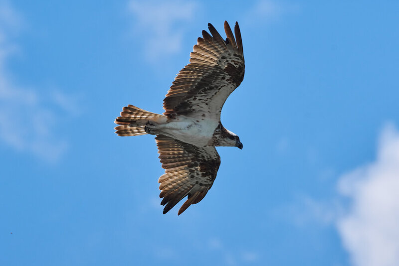 Pandion haliaetus, bird, birds, bidswatching, volgograd, russia, wildlife Pandion haliaetus фото превью