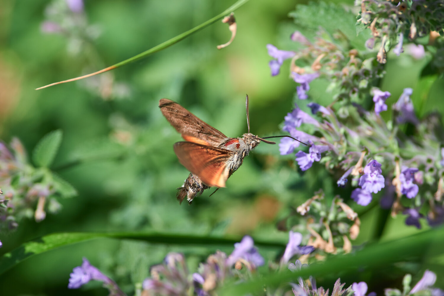 Macroglossum stellatarum, macro, macro photo, Павел Сторчилов