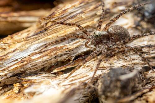 Паук-волк (Lycosidae)