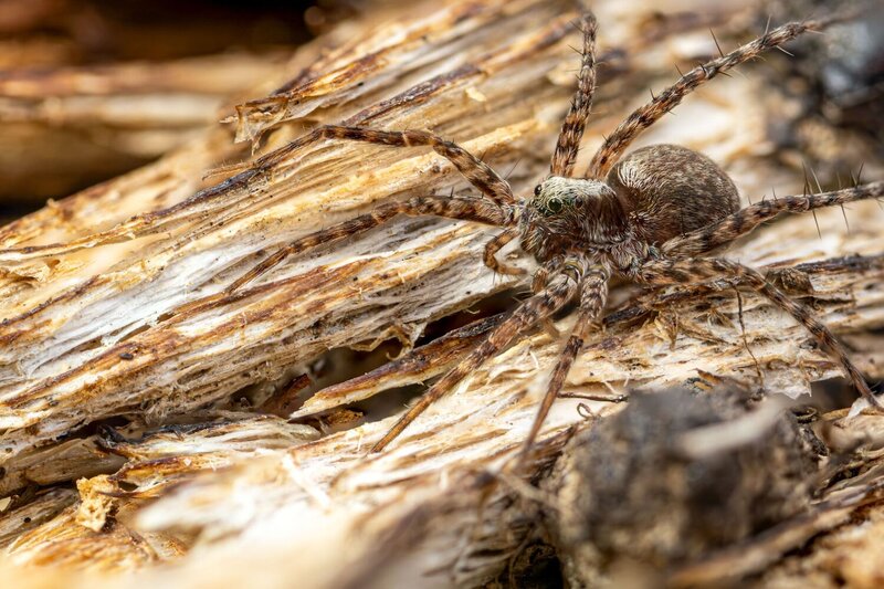 Паук-волк (Lycosidae) фото превью