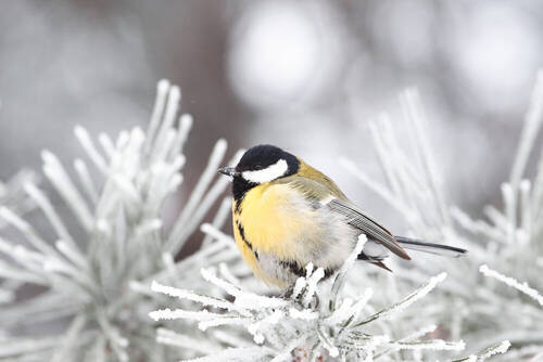 Parus major
