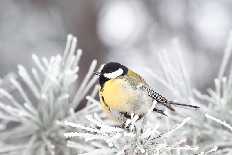 Parus major, bird, wildlfe, volgograd, russia Parus major фото превью
