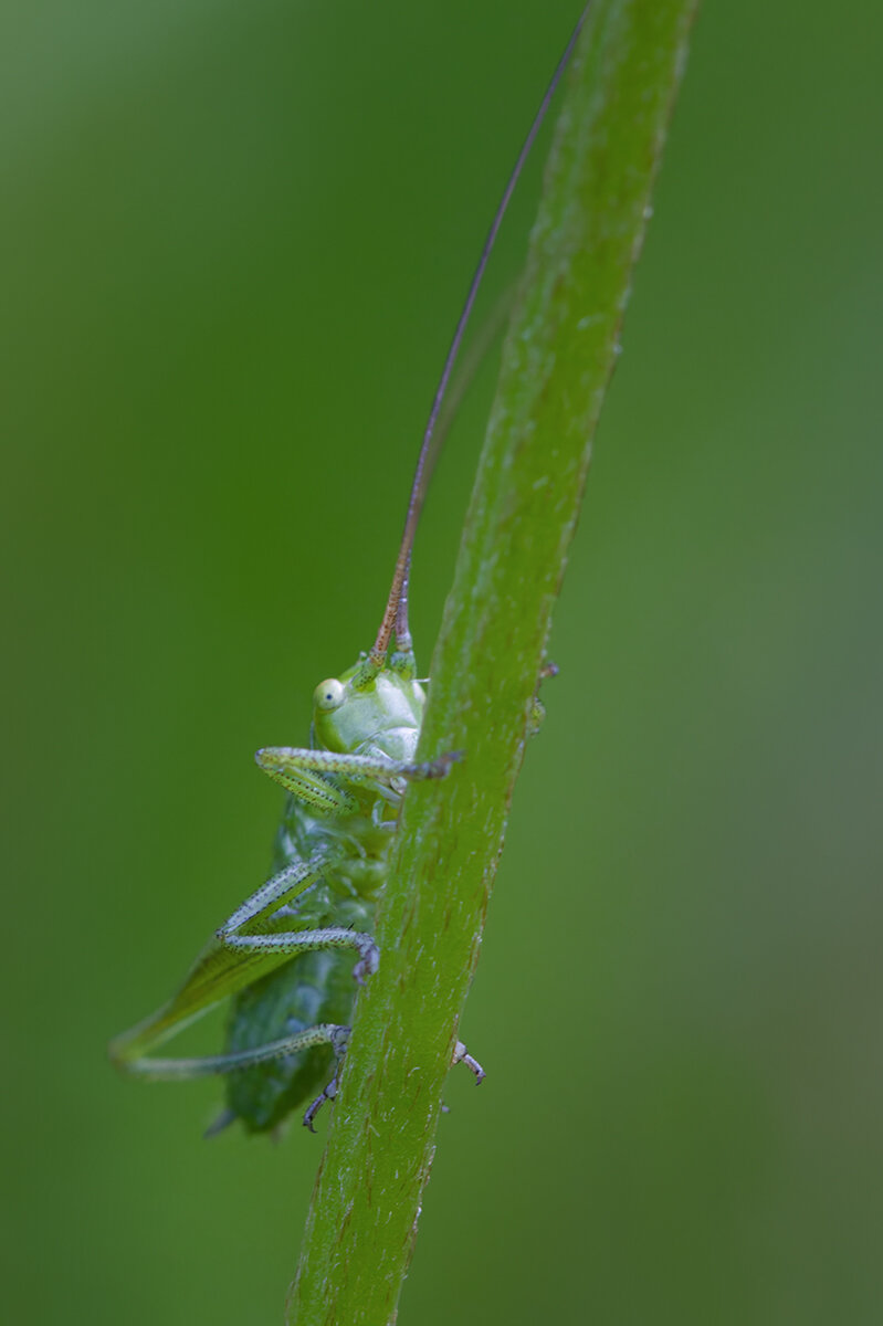 кузнечик, макро, макрофотография, macro, tettigoniaviridissima, Хилько Марина