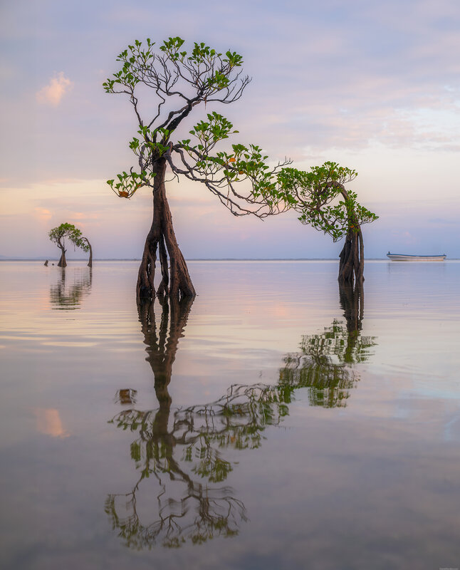 Sumba dancing trees фото превью