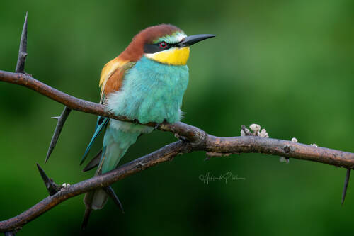Щурка на ветке акации. European Bee-eater.