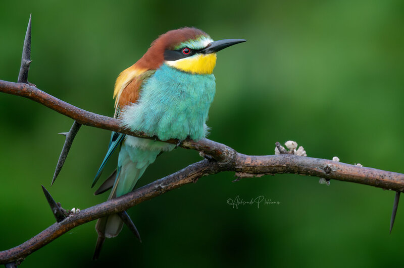 живая природа россии, european bee-eater, лето, wildlife Щурка на ветке акации. European Bee-eater. фото превью