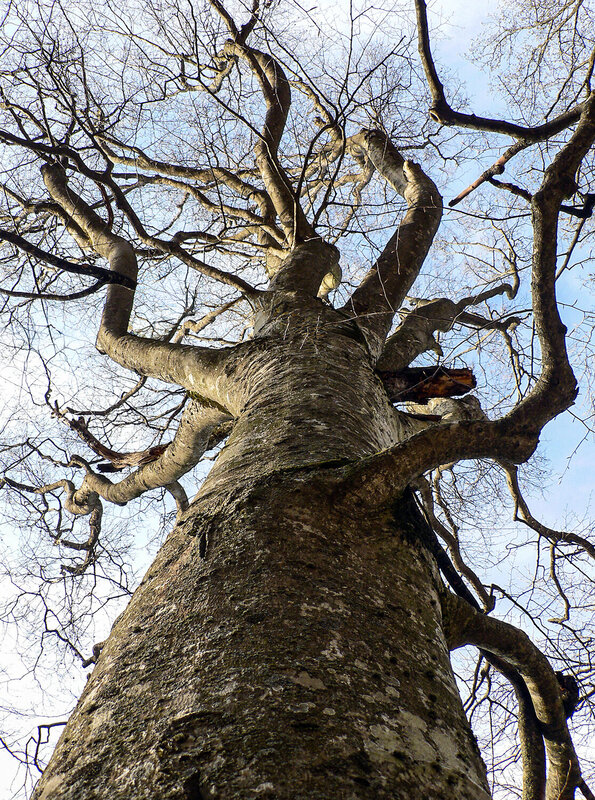бук, бук восточный, fagus orientalis Спящий великан фото превью