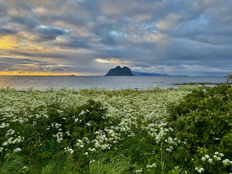 Landscapes, Lofoten, Summer, Clouds, Plant, Flowers, Ocean, Island, Værøy, Norway Лето на Лофотене фото превью