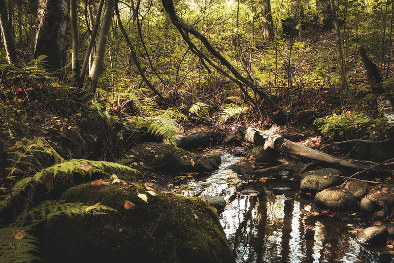 лес, пейзаж, ручей, природа, landscape, forest, nature Под пологом леса фото превью