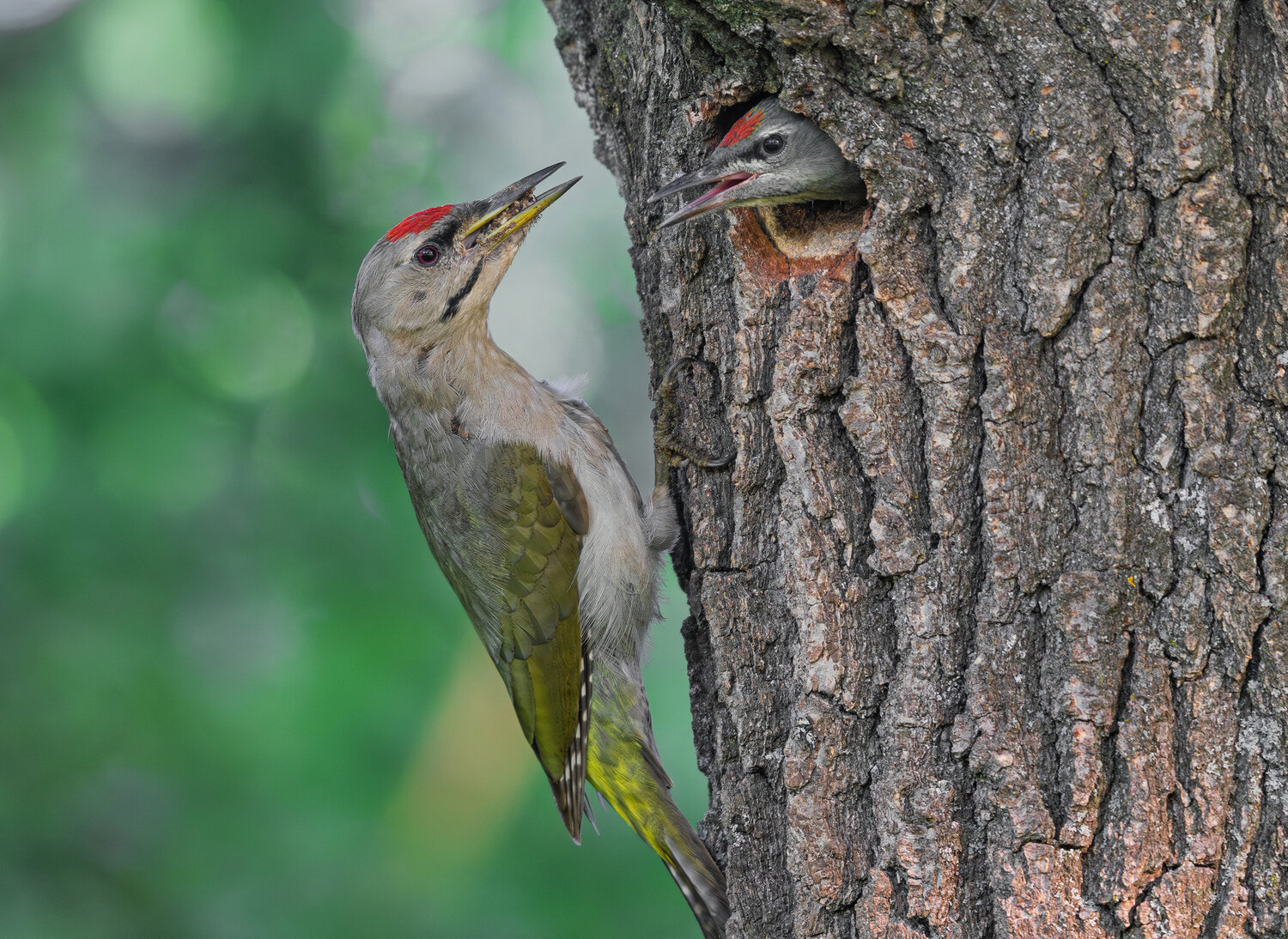 дятел, седой дятел, птицы, птенцы, фотооъота, birds, Сигушин Руслан
