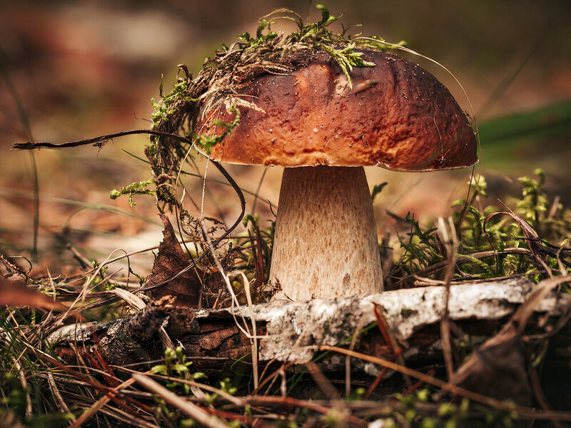 боровик, белый гриб, гибы, макро, природа, лес, nature, macro, forest, mushrooms Боровик фото превью