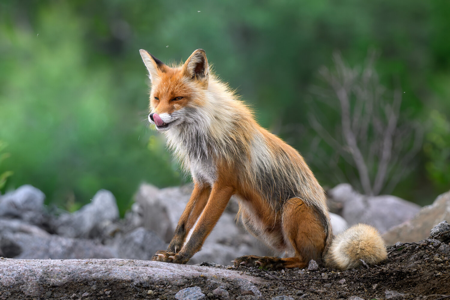 Лиса, лисица, fox, лисенок, Териберка, Кольский полуостров, Мурманская область, Мурманск, фотоохота, Ездаков Михаил