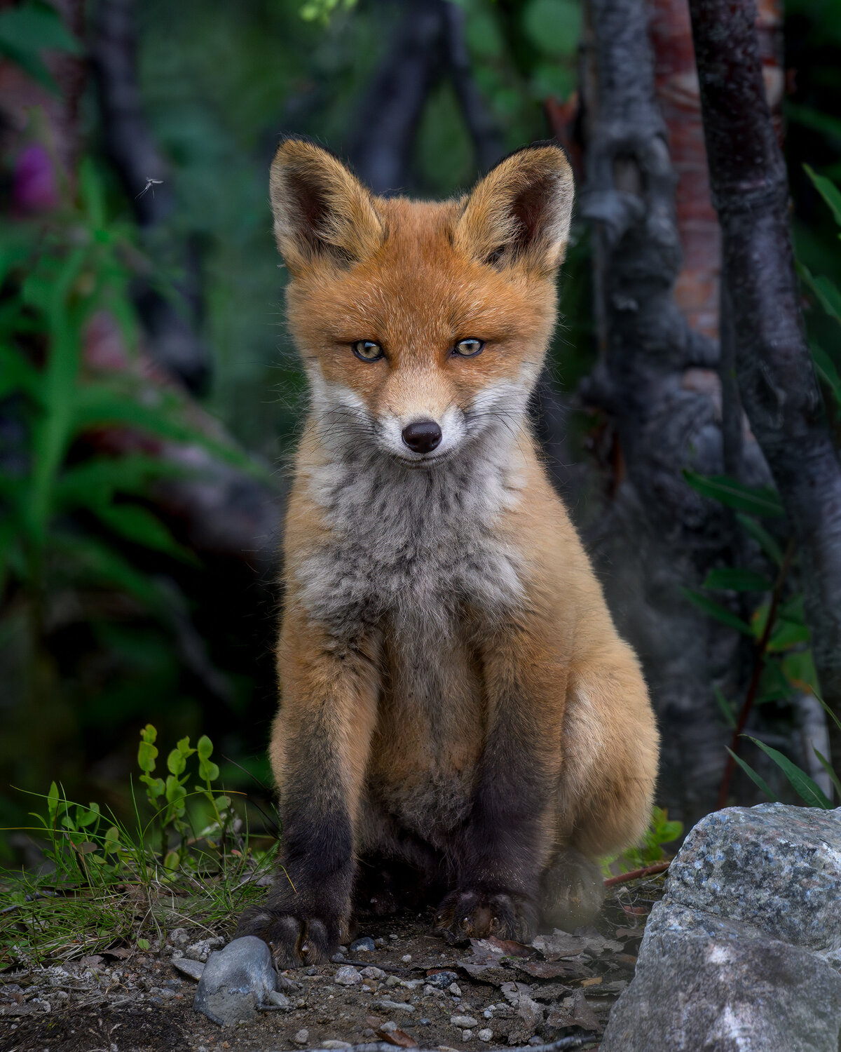 Пирожок. Автор: Ездаков Михаил Лиса, лисица, fox, лисенок, Териберка, Кольский полуостров, Мурманская область, Мурманск, фотоохота, Ездаков Михаил