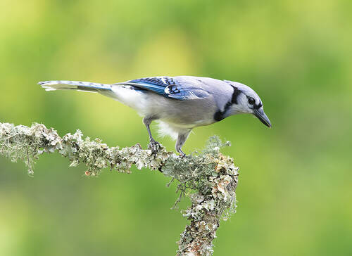 Blue Jay - Голубая сойка