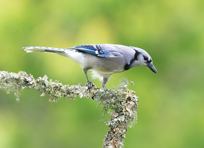 blue jay, сойка, голубая сойка, birds, wild, птицы Blue Jay - Голубая сойка фото превью