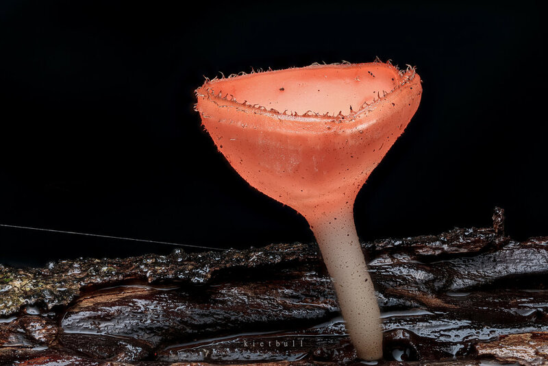 A rare mushroom in my country