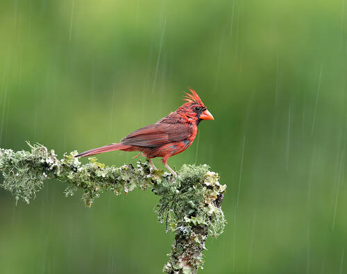 Красный кардинал - Northern Cardinal in rain