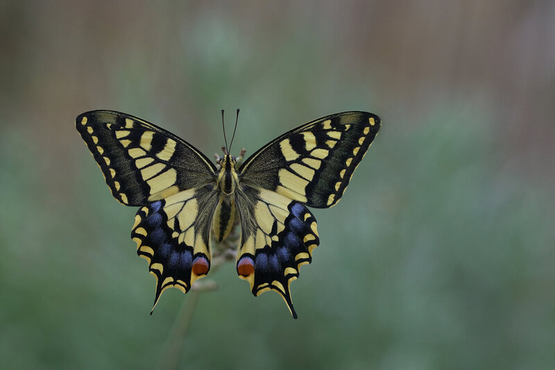 insect, animal, close up, lepidoptera, summertime Papilio machaon фото превью