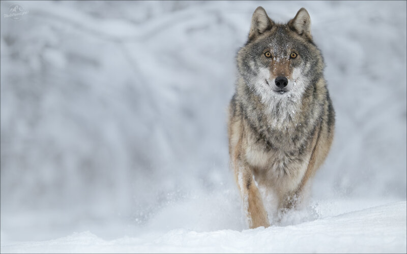 волк, wolf, заказник красный бор, фототур в красный бор, зима в красном бору Седина в бороду фото превью